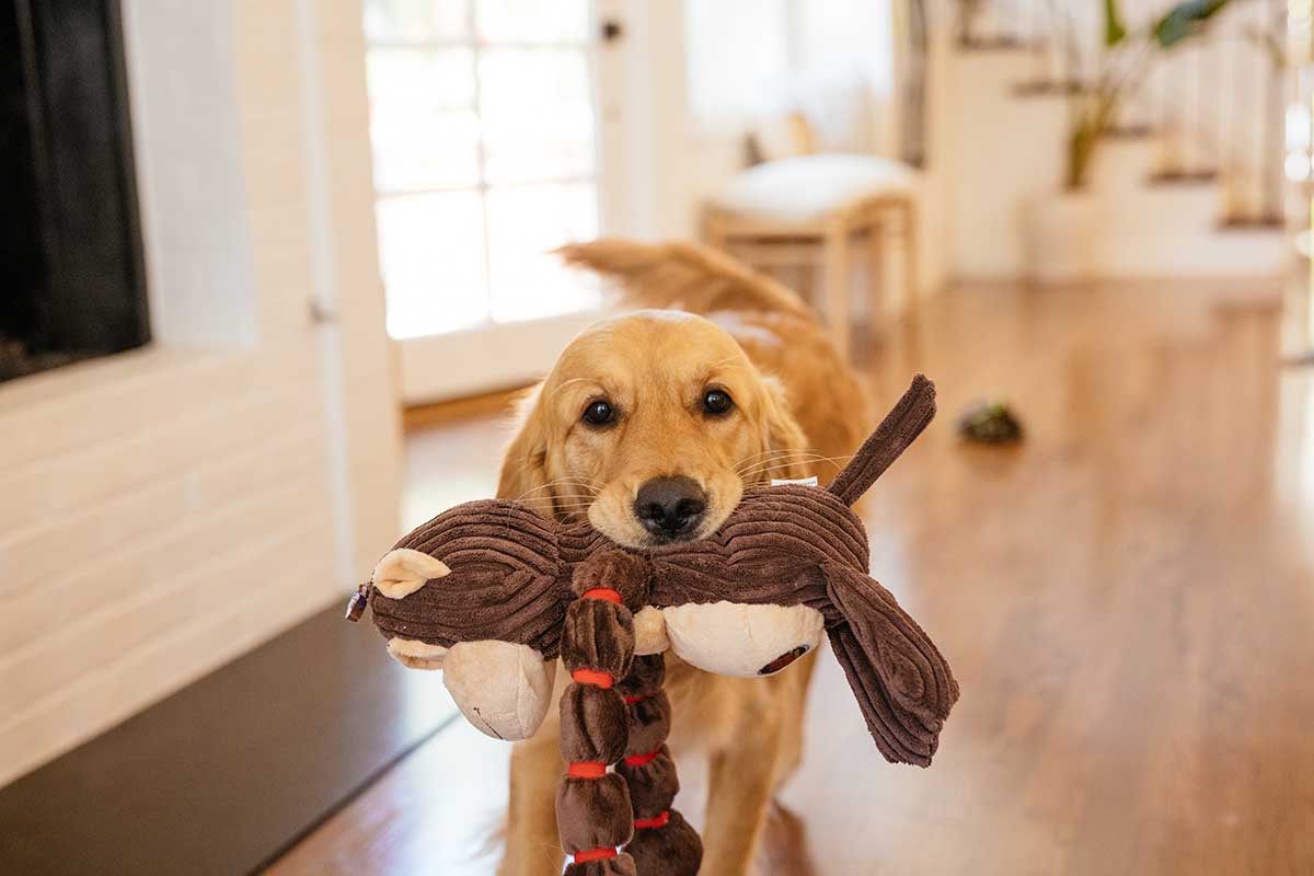 Pet Toys