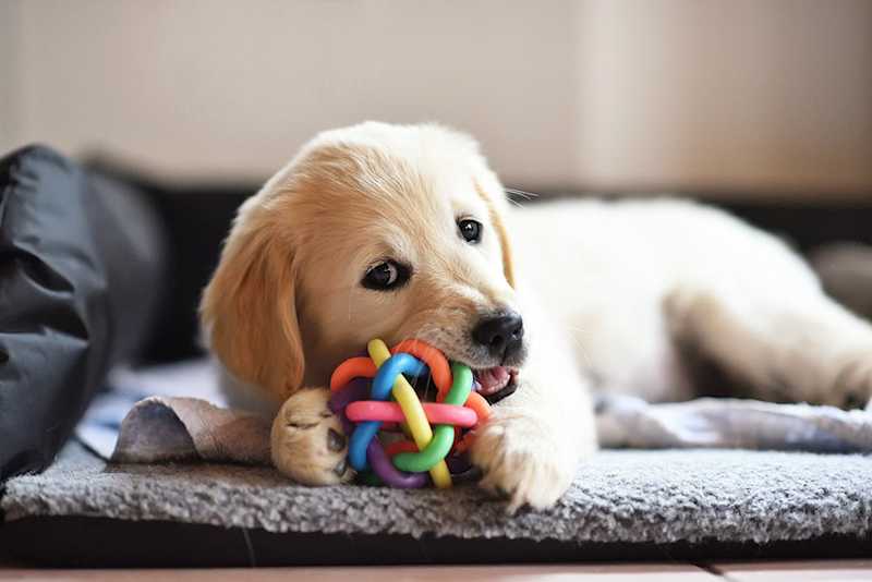 Dog Supplies