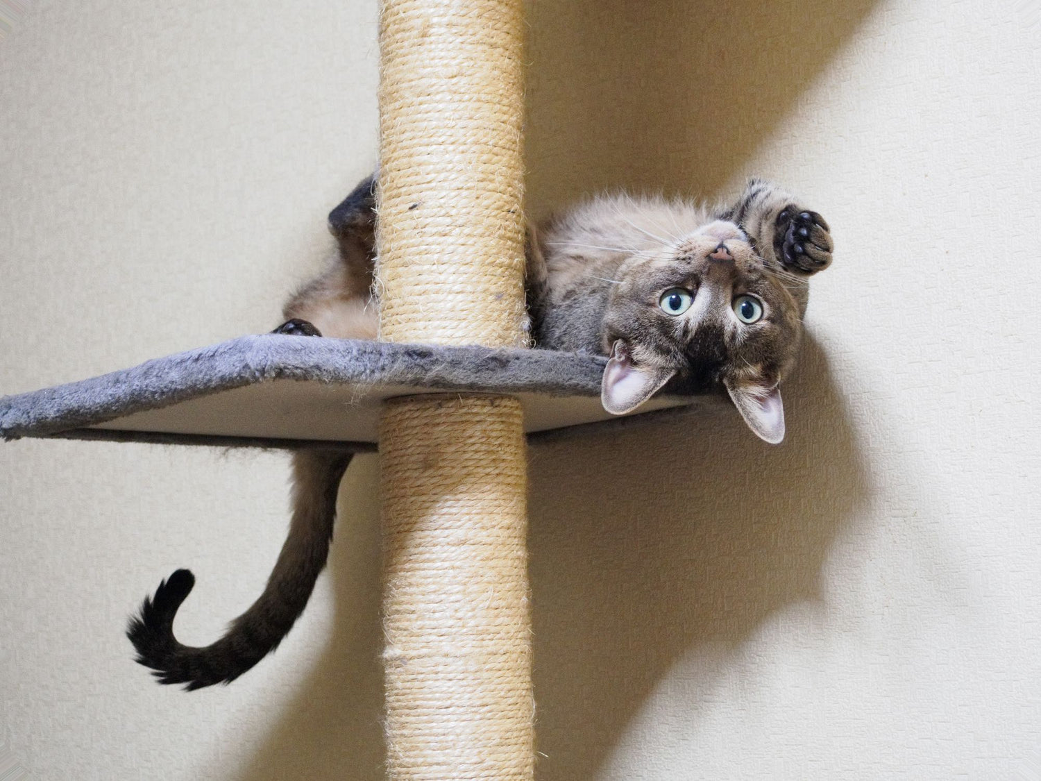 Cat Supplies
