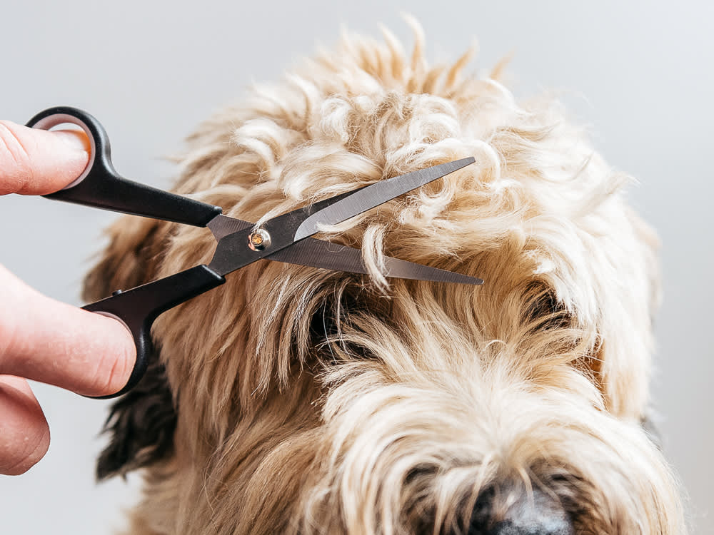 Pet Grooming Tools
