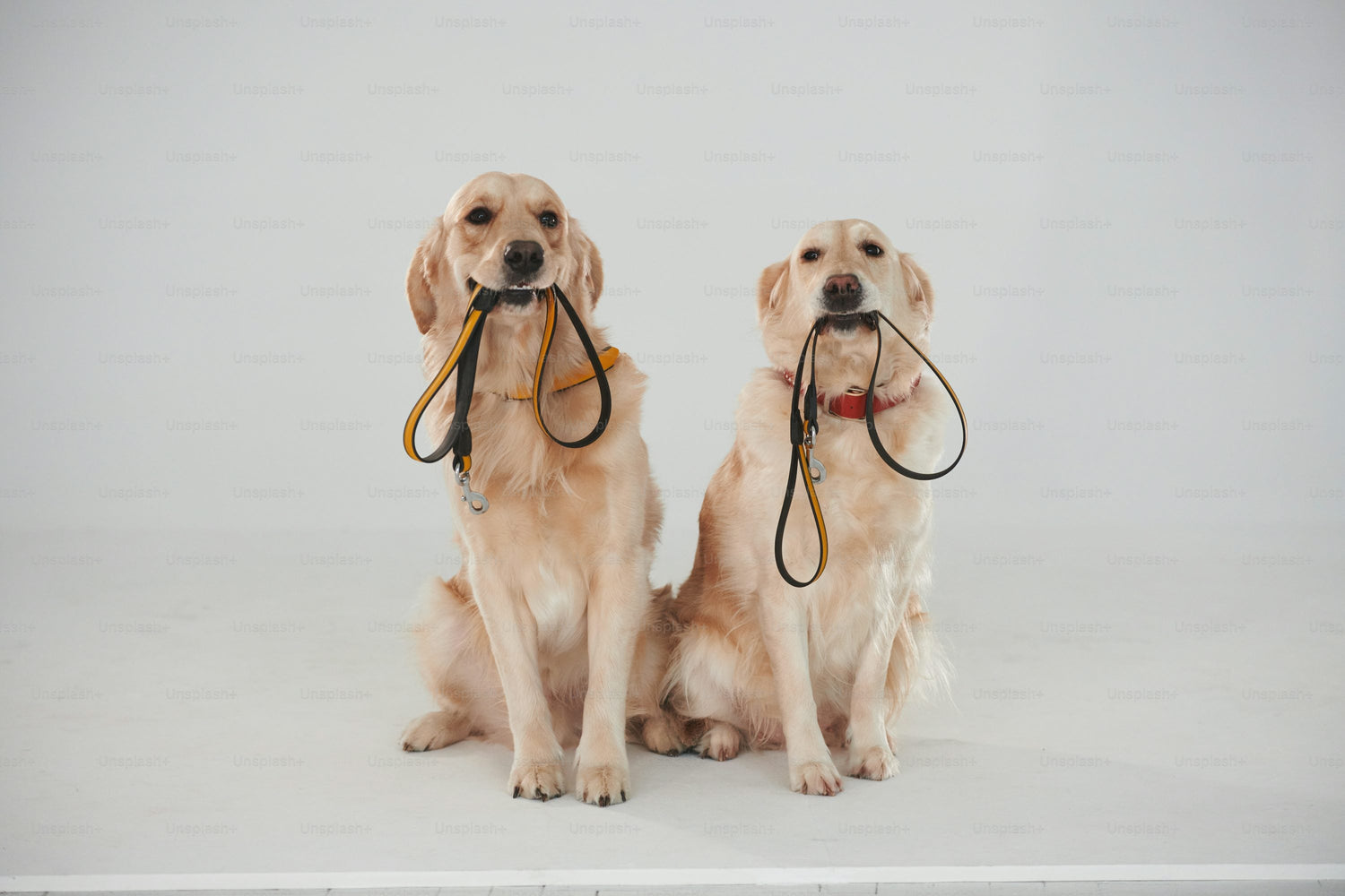 Pet Safety